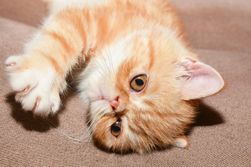 Little kitten exotic breed color red marble lying on the couch 