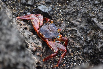 Sally lightfoot crab in the wild