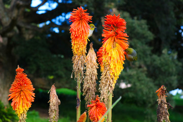 Birds Playing Frolicking Orange Red Plants 