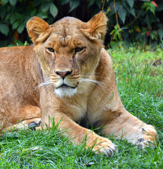 Lion is one of the four big cats in the genus Panthera, and a member of the family Felidae. With...