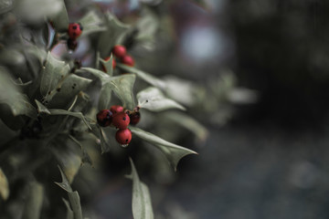 red berries 