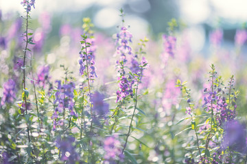 Fototapeta premium Narrowleaf angelon flowers in a field in springtime