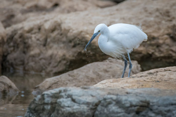 Isolated single snowy egret bird feeding/ fishing in the wild- Israel