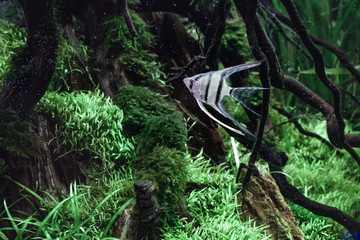 Freshwater aquarium fish silver angel fish  in the tropical fish tank.
