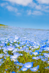 ネモフィラの花畑