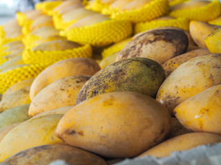 Close up a lot of beautiful yellow mangoes