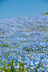 ネモフィラの花畑