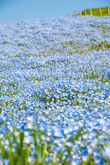 ネモフィラの花畑