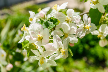 Fototapeta premium Blossoming branches of the apple tree on spring
