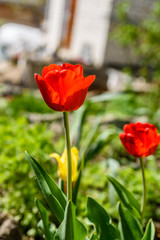 Red tulips on flowerbed in city park