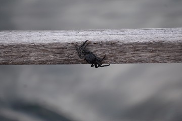 Black crab on a hand rail