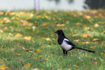 Magpie on grass field