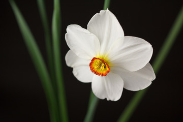 daffodil-kuchibenizuisen