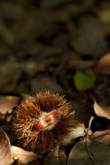 chestnut