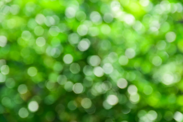 Bokeh of day light on green nature background. 