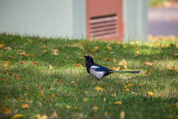 Magpie on grass field