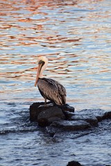 Pelican standing on a rock