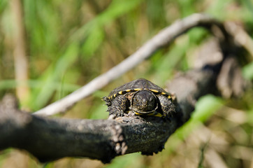Young Pond slider turtle