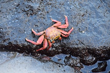 Sally lightfoot crab on wet rocks