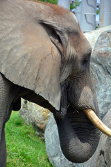 African elephants are elephants of the genus Loxodonta. The genus consists of two extant species:...