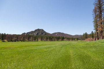 Obraz premium Spring Meadow With Forest