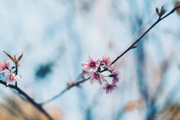 Pink flower Spring flowers in the morning 