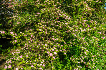 Blossoming branches of the hawthorn tree on spring