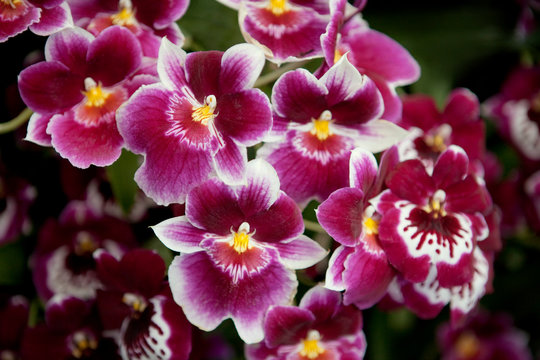 Close up of orchid 