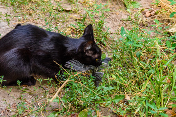 Domestic cat catched the bird in a garden