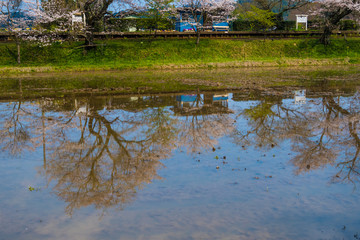 桜とローカル線