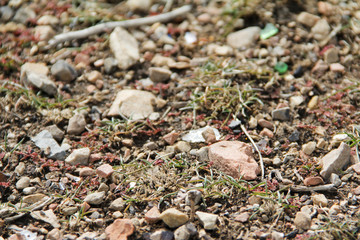 Natures Ground