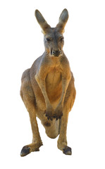 Big red kangaroo (Macropus rufus) close-up on a white background © sikaraha