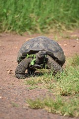 Giant tortoise eating grass