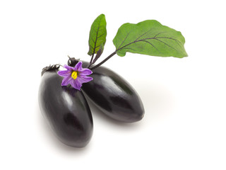 aubergine