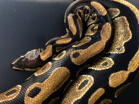 Ball Python