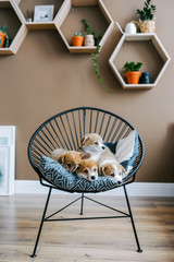 Cute puppies of four lie on chair indoors.