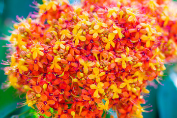 Colorful orange and yellow blooms of Saraca asoca (Saraca indica Linn) flowers on tree. Saraca indica Linn also known as asoka-tree, Ashok or simply Asoca. It is important tree in traditions of India.