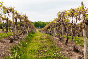 Fototapeta na wymiar rows of grapes at a vineyard in New York