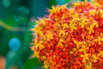 Colorful orange and yellow blooms of Saraca asoca (Saraca indica Linn) flowers on tree. Saraca indica Linn also known as asoka-tree, Ashok or simply Asoca. It is important tree in traditions of India.