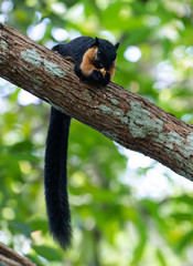 Giant black squirrel eating fruit on the tree branch