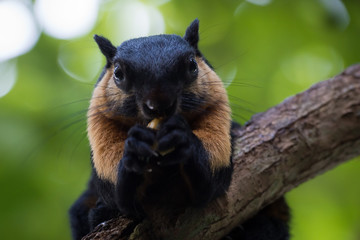 Giant black squirrel eating fruit on the tree branch