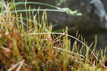 moss in the forest