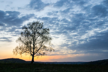 Fototapeta premium a lonely tree in the rays of the rising sun on the background of a mountain gorge