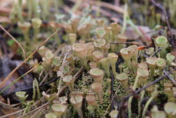 moss on the forest