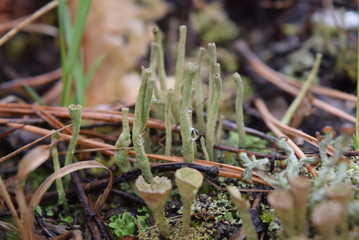 moss on the forest