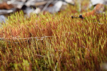 moss in the field
