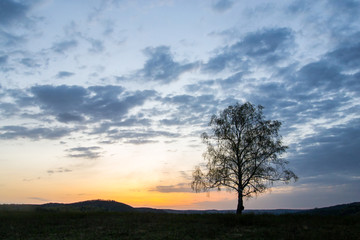 Obraz premium a lonely tree in the rays of the rising sun on the background of a mountain gorge