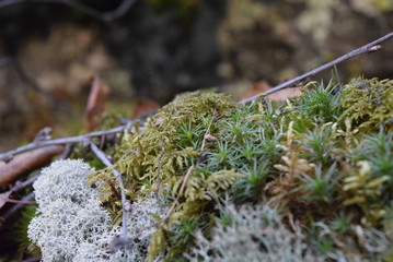 the moss on the ground