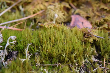 the moss on the ground