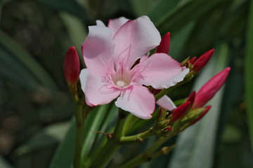 Beautiful light pink flower